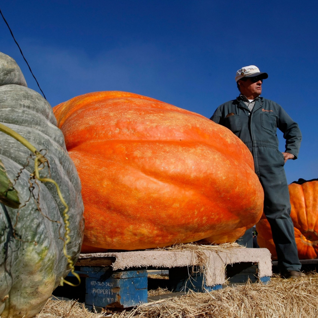 Anamosa Pumpkinfest, Anamosa, Iowa