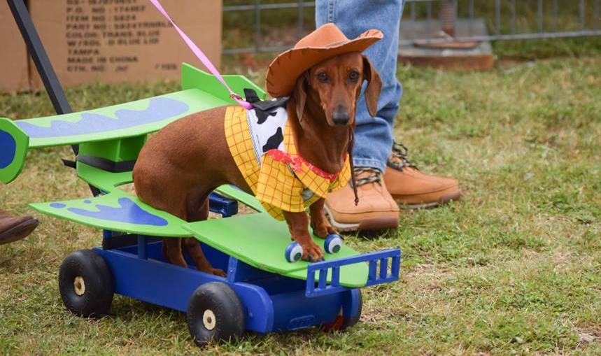 The Wiener Dog Races in Frankenmuth Oktoberfest 