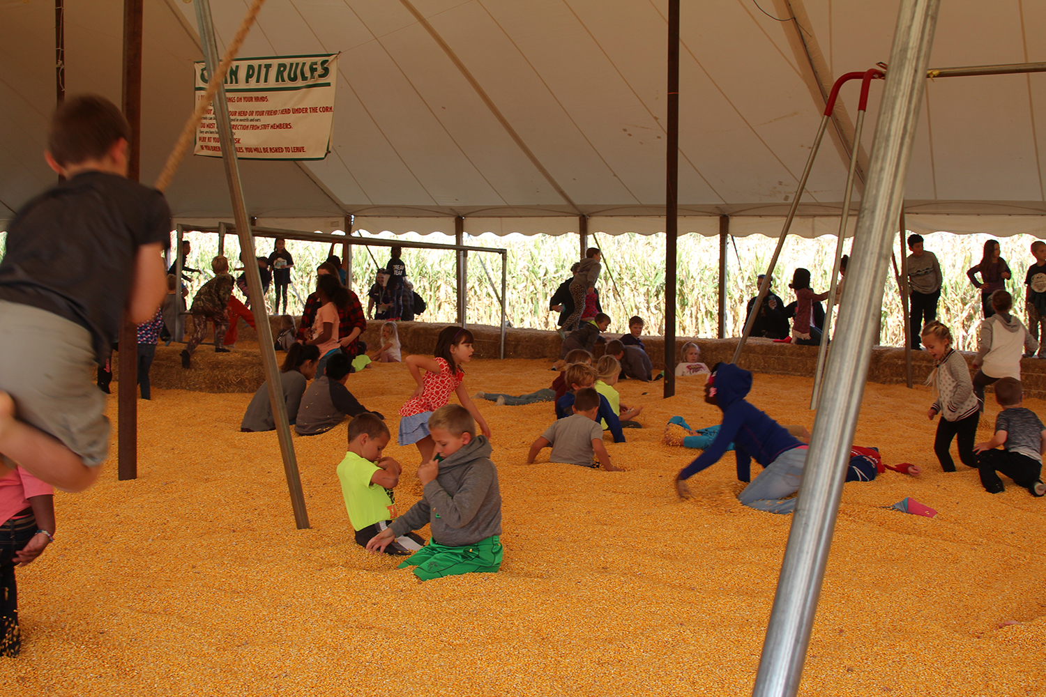 highlights of the Sever Corn Maze and fall Festival