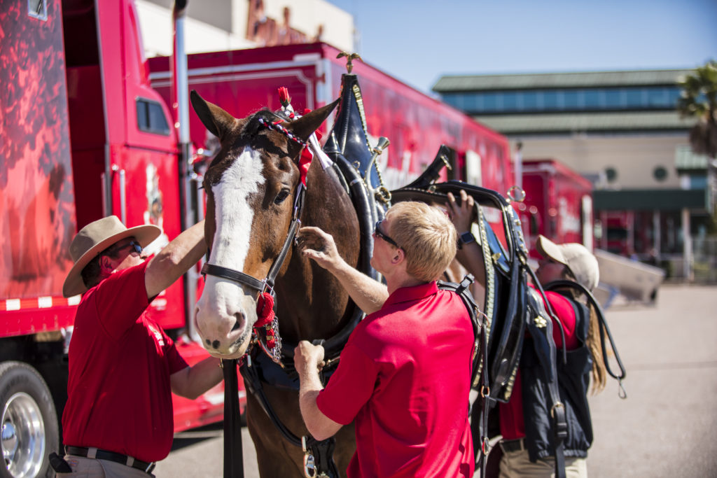 the Budweiser Clydesdales will exclusively show up this year