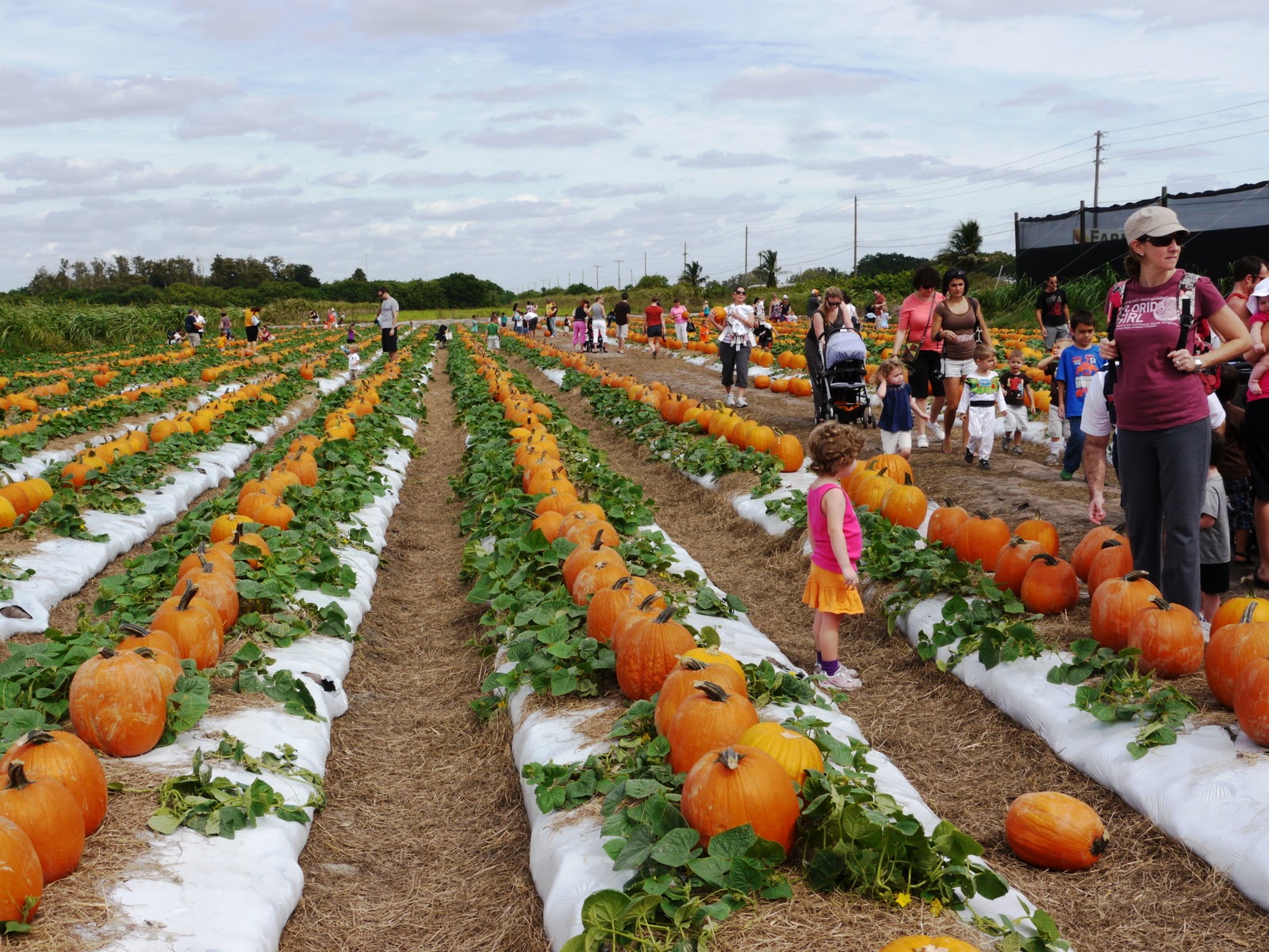 enjoy the delightful atmosphere of the Pumpkin Patch Festival