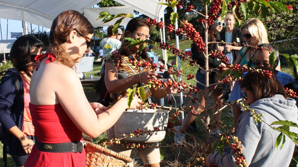 Unique Features Of Kona And Kona Coffee