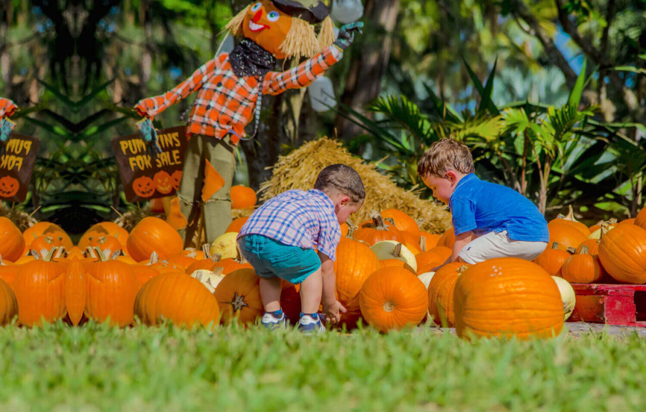 Pinto’s Farm At Redland