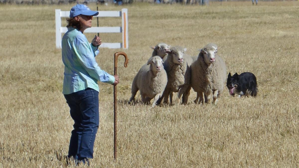The Sheepdog Trials are one of the highlights