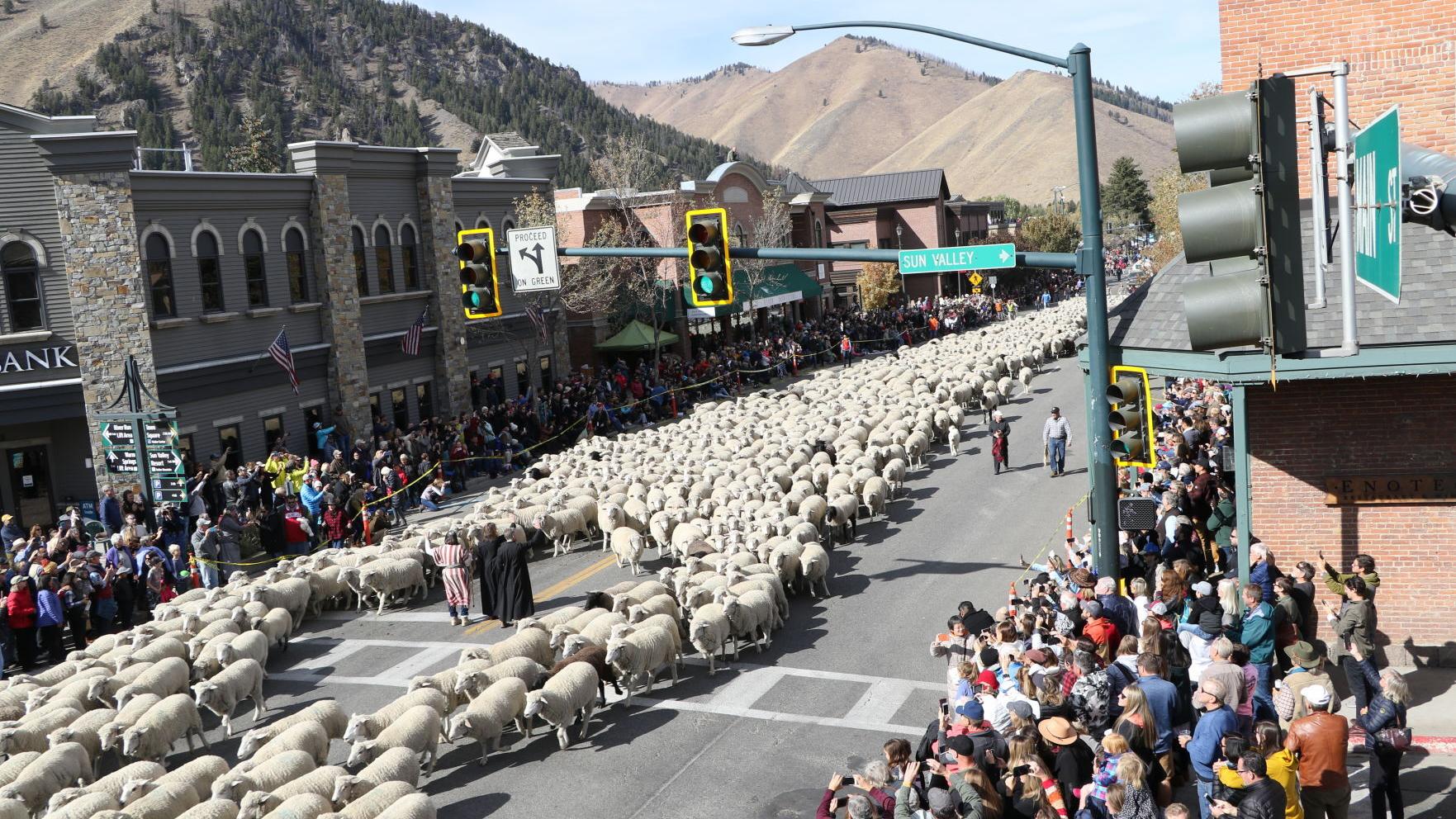 The Big Sheep Parade with the presence of a band of 1,500 sheep