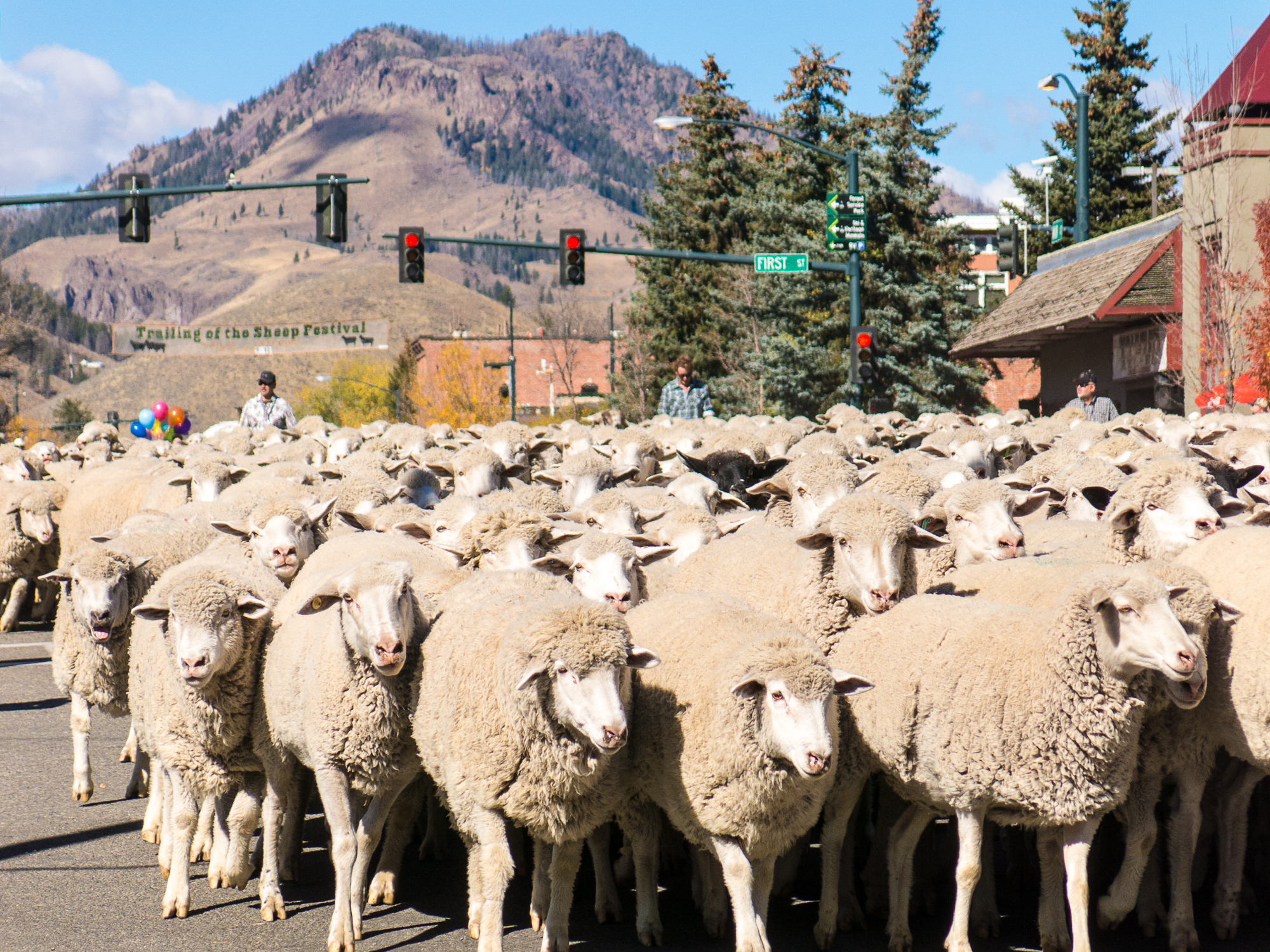 History Of Trailing Of The Sheep Festival