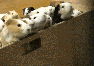 Black Friday Gifs hamster crowd Black Friday Gifs hamster crowd funny