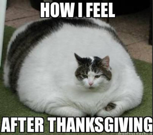 fat cat thanksgiving black friday jokes
