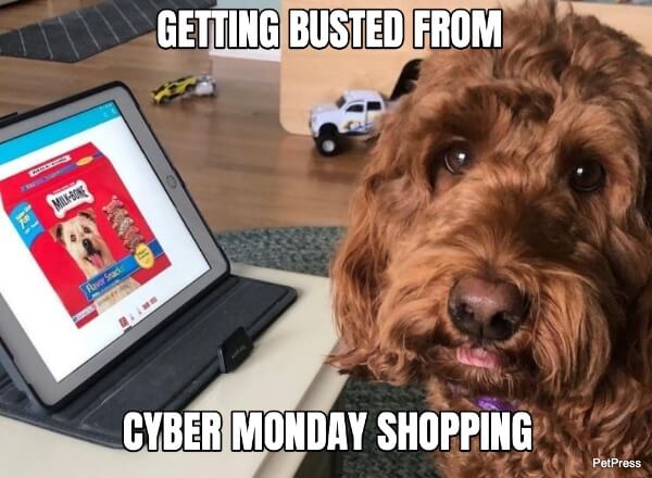 Getting busted Cyber Monday memes dog 