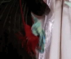 Black Friday Gifs Friend rachel Black Friday Gifs Friend rachel phoebe