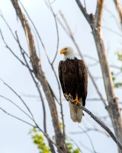 The importance of American eagles. The significance of bald eagles.
