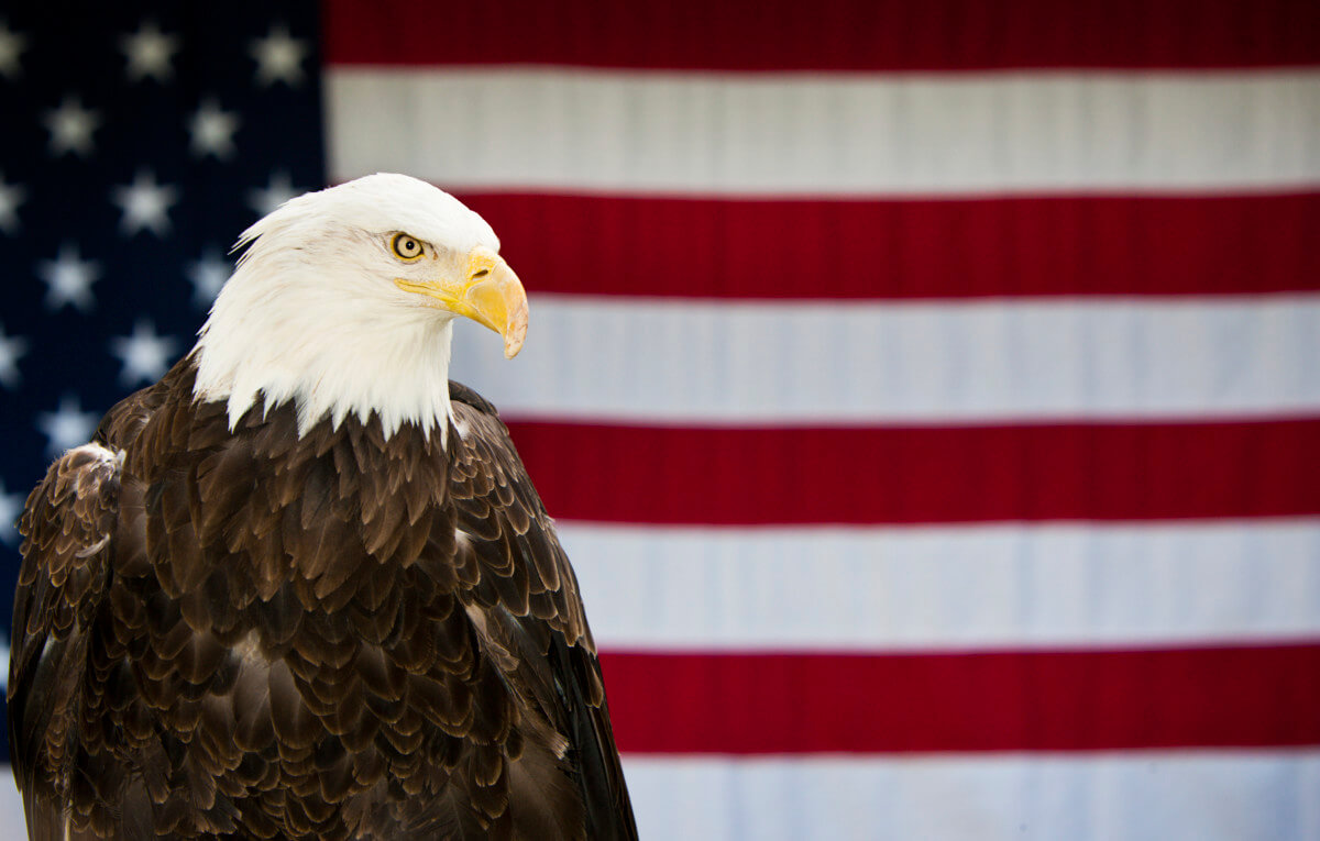 MAJESTIC BALD EAGLE BLANKET AMERICAN FLAG 