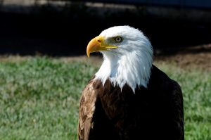 Reasons Why Eagle design Is Common in USA
