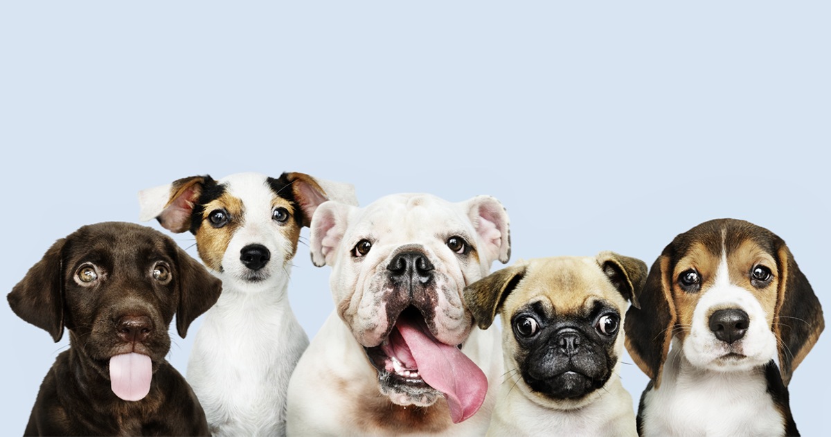 15 Lovely Dog Face Masks Every Dog Mom & Dad Would Love 1 Lovely Dog Face Masks Every Dog Mom & Dad Would Love