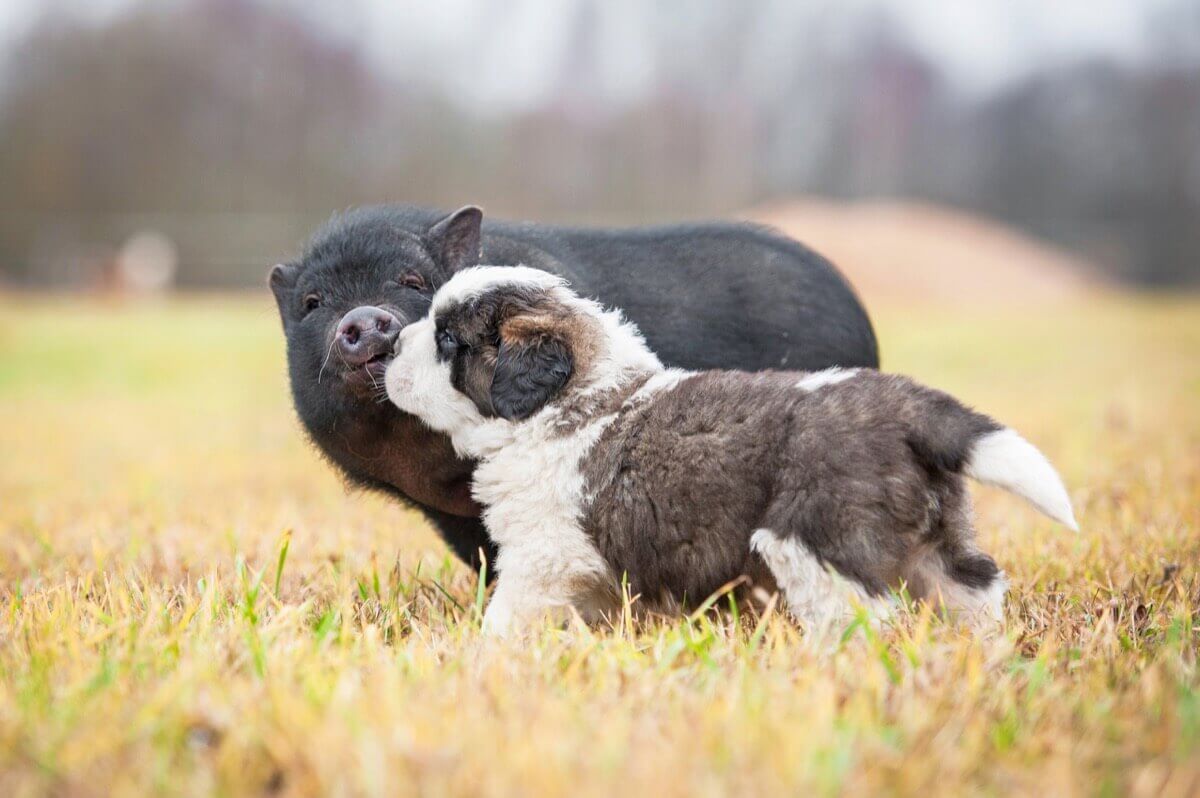 dog and pig dog and pig going around